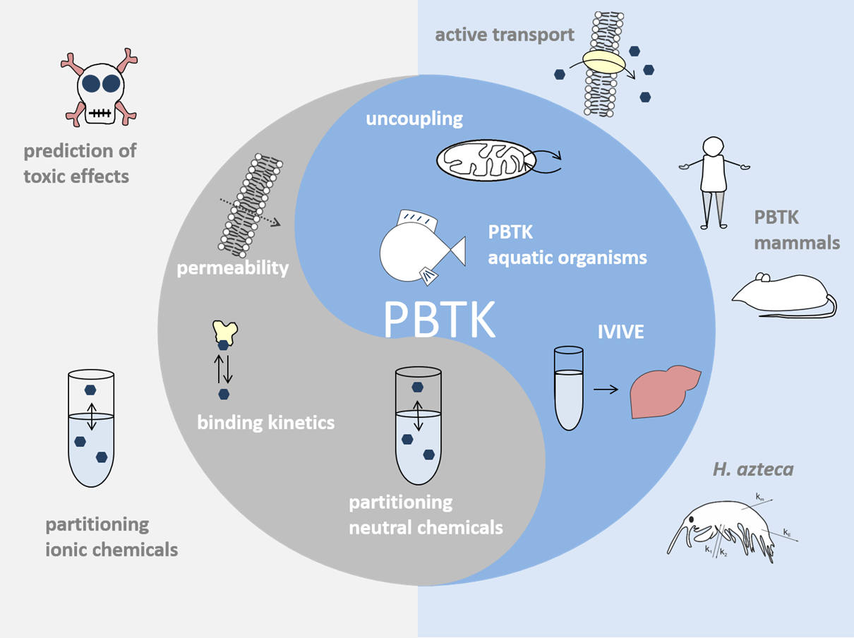 Physiologisch basierte toxikokinetische (PBTK) Modellierung
